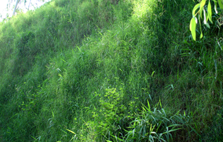 广州·南沙开发区采石场复绿工程